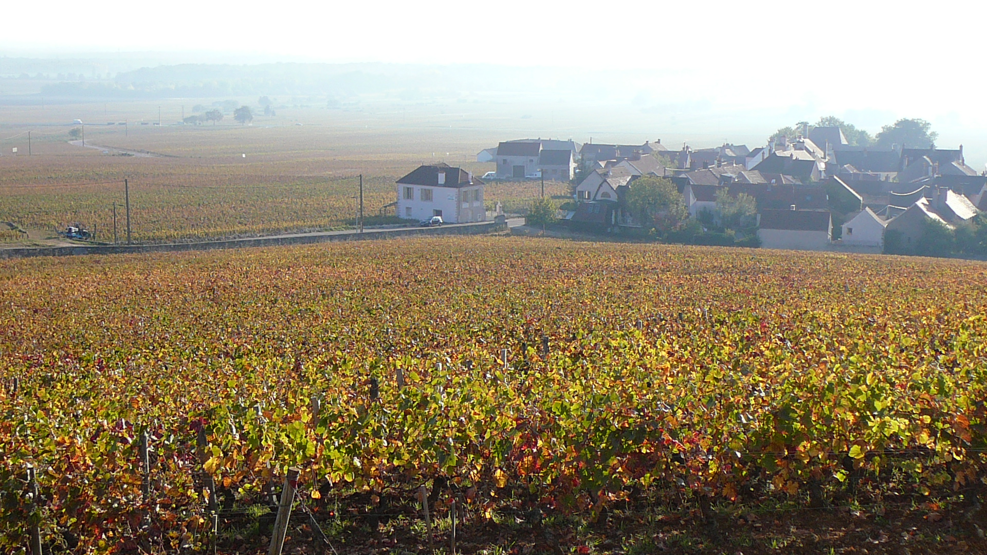 Vue de Morey-Saint-Denis depuis le lieudit la Bidaude