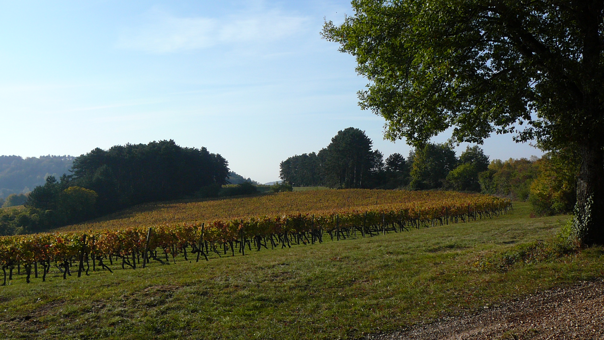 Vignes au Pâquier des Chaumes à Villers-la-Faye