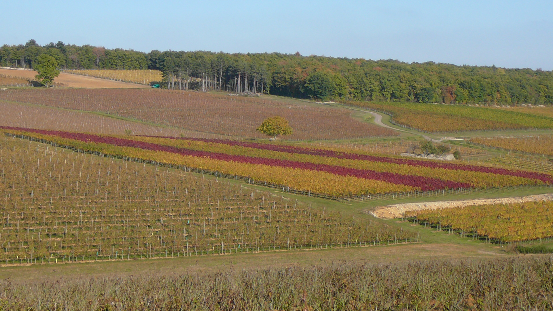 Couleurs des vignes au lieudit Les Grands Champs à Marey-lès-Fussey