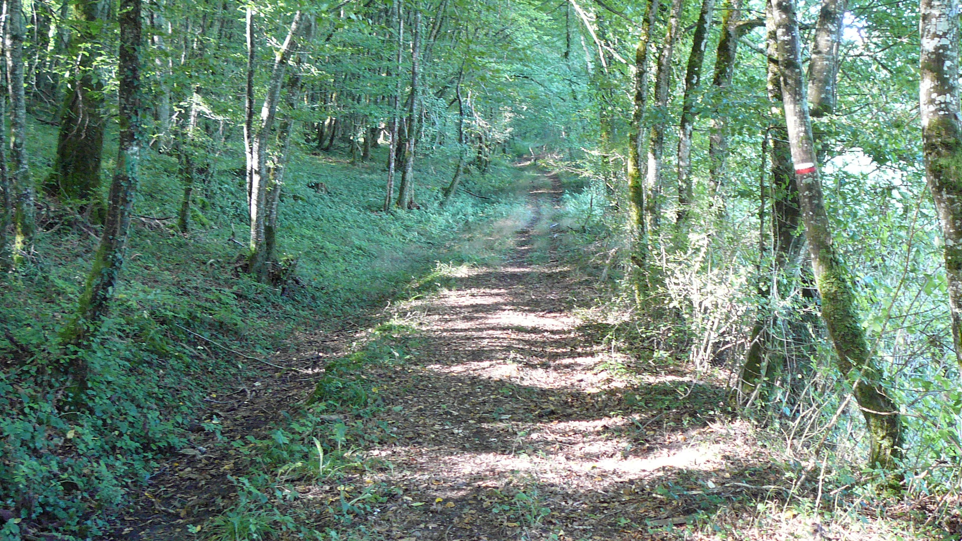 Chemin dans le val de Seine