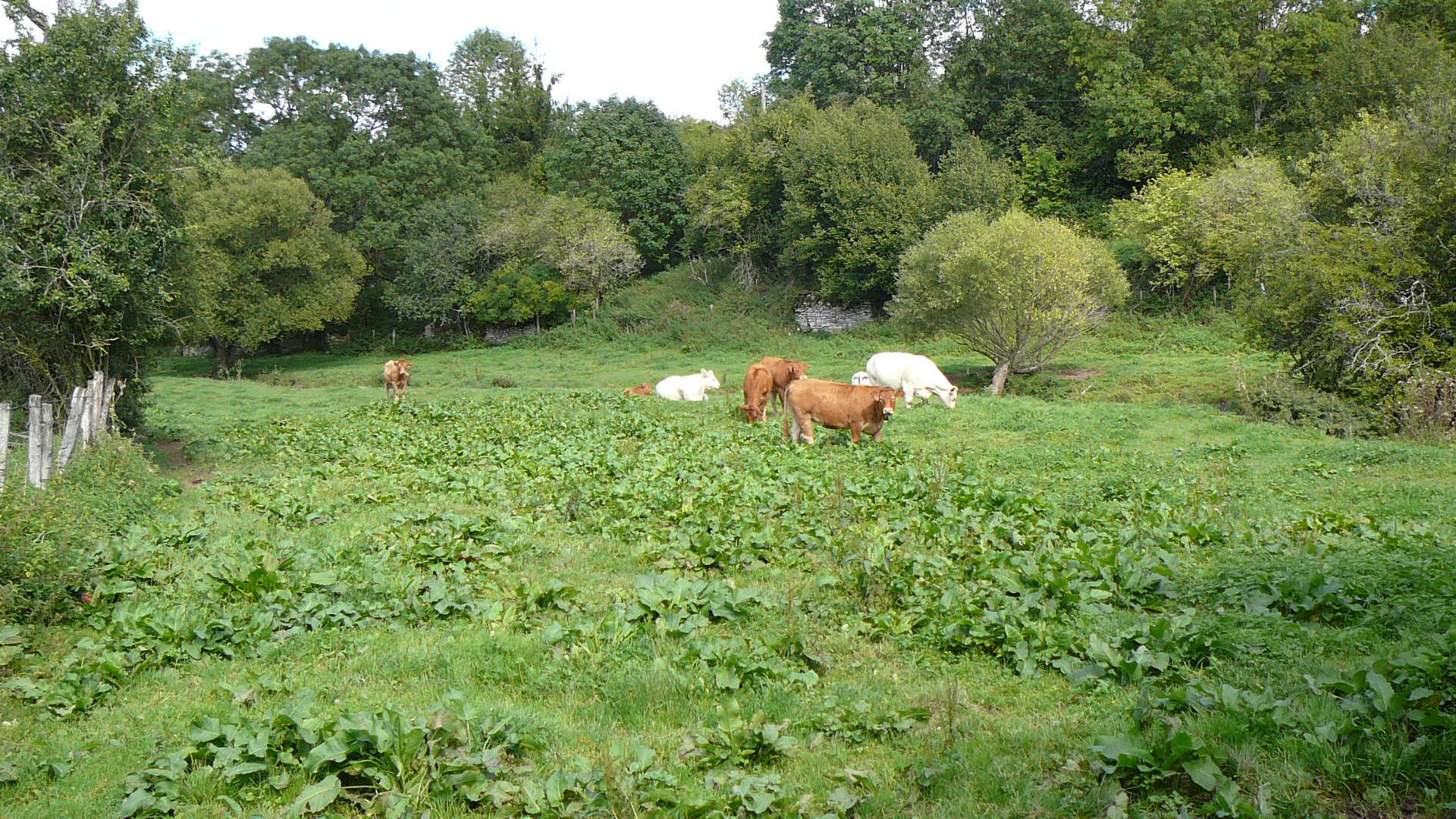 Dans le pré du val de Seine