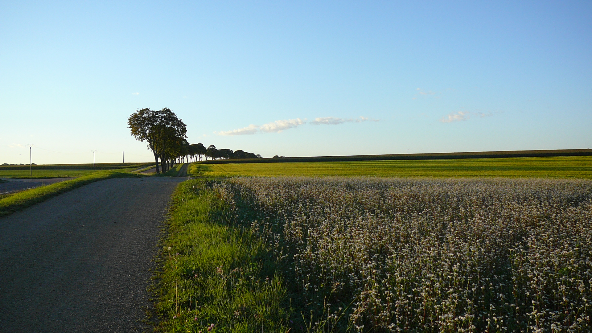 Les couleurs du matin