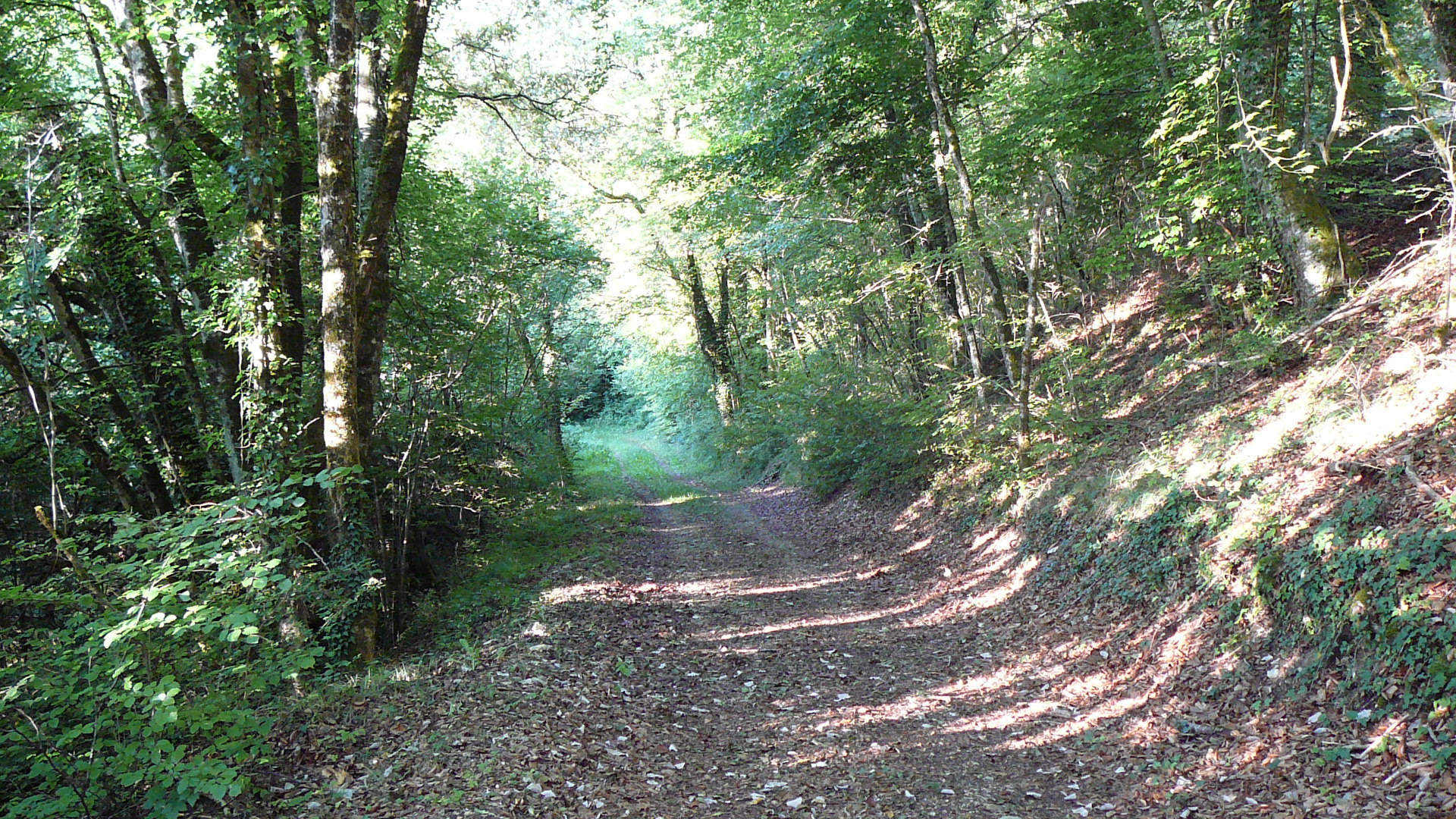 Chemin menant à la source de la Seine