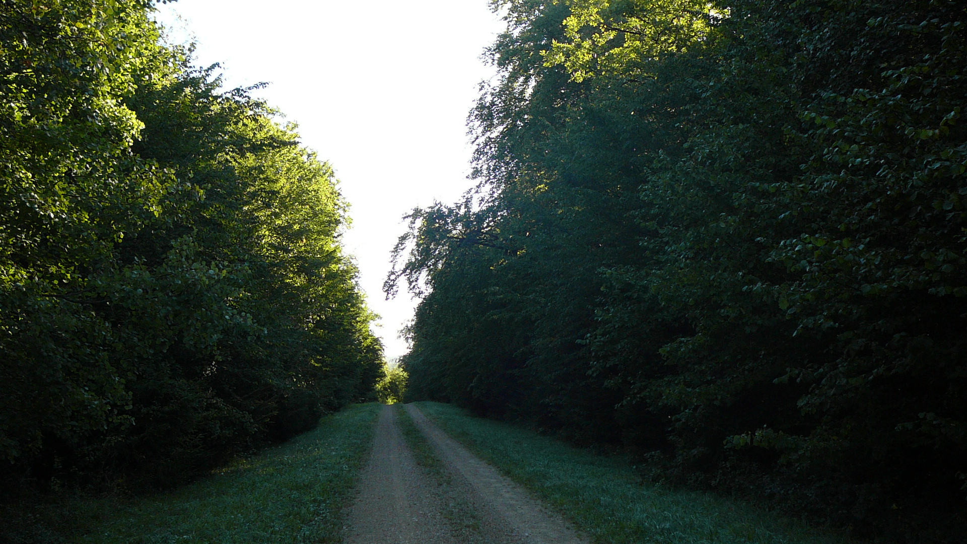 Chemin forestier au lieudit Beau Fays