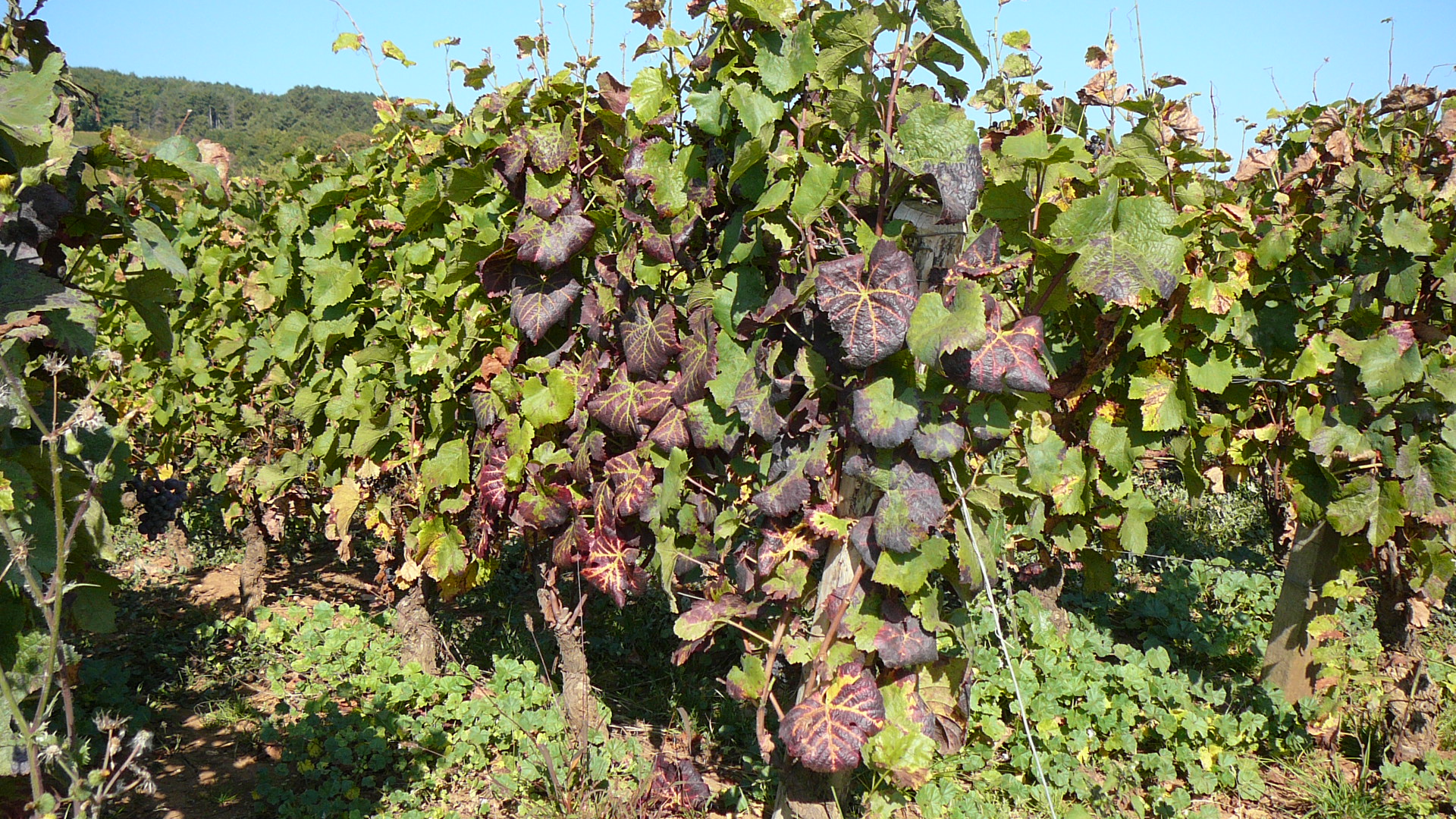 Couleurs de la vigne en automne