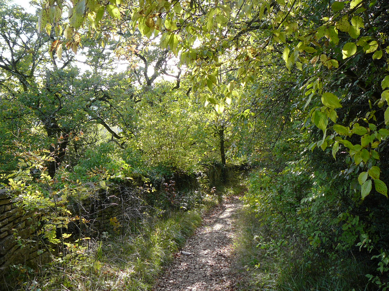 En descendant vers Chambolle Musigny