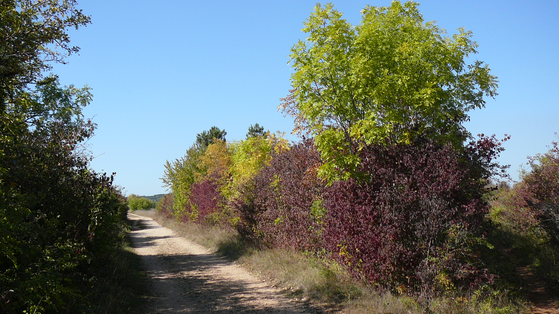 Une jolie bordure d'arbustes