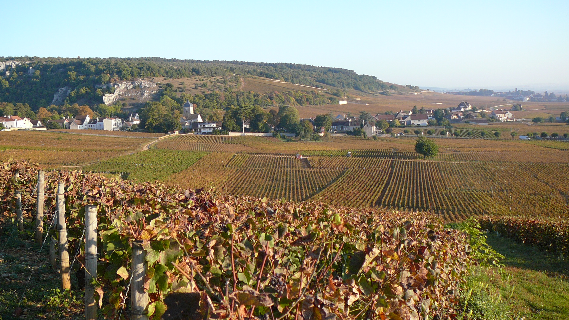 Le vignoble de Chambolle-Musigny