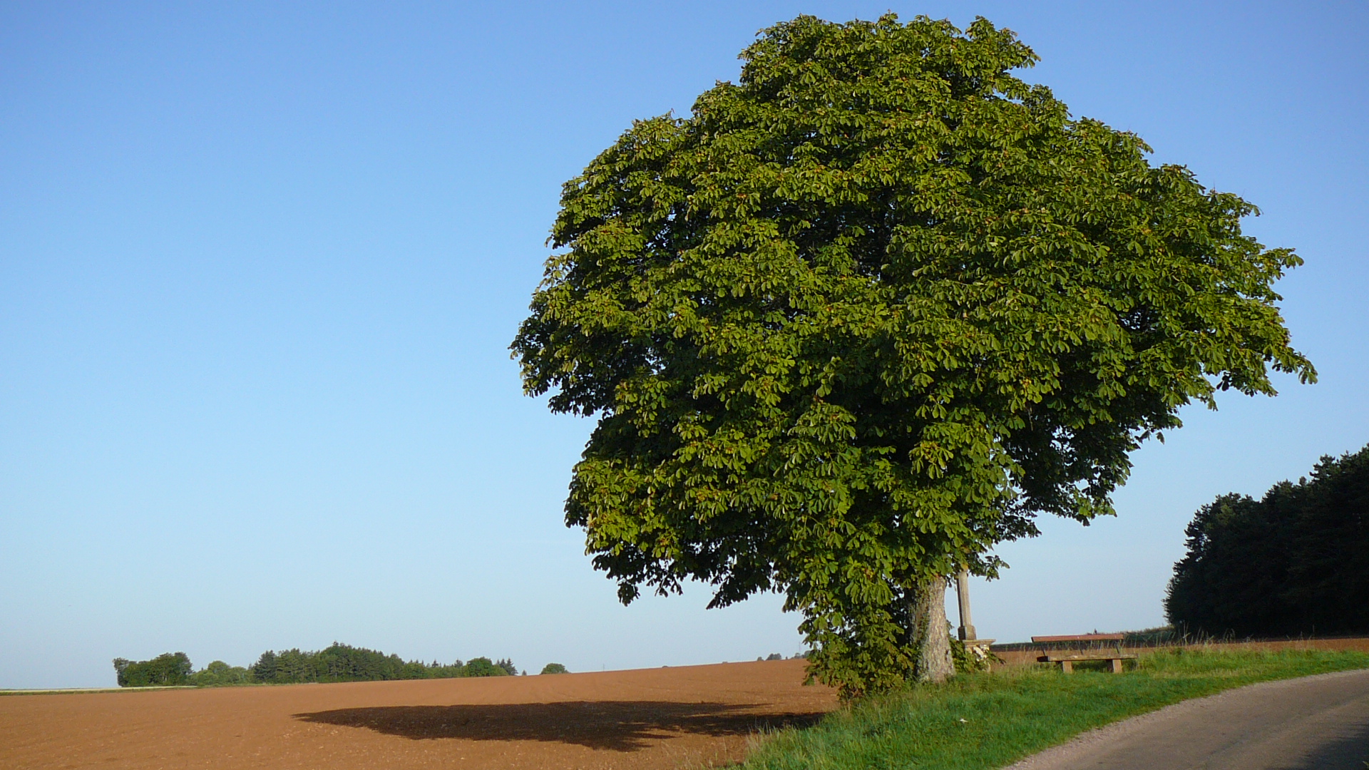 Arbre en boule sur la voie romaine Sombernon Alésia