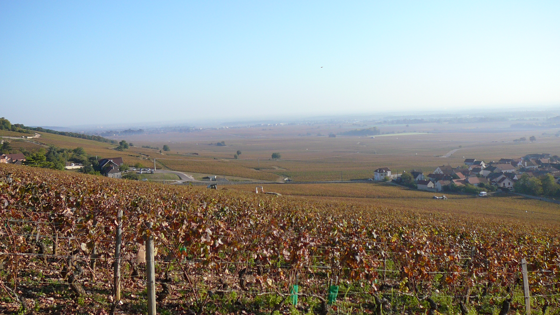 Les vignes de Morey-Saint-Denis