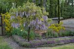 Une magnifique glycine