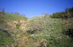 La montagne en fleurs