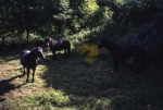 Chevaux