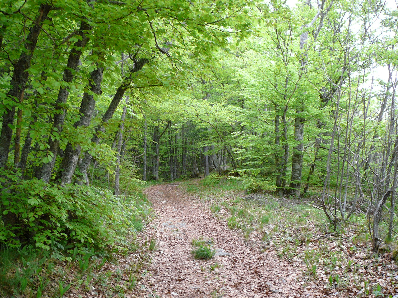 Lans-en-Vercors - l'Achard Le chemin dans la forêt de Jay 