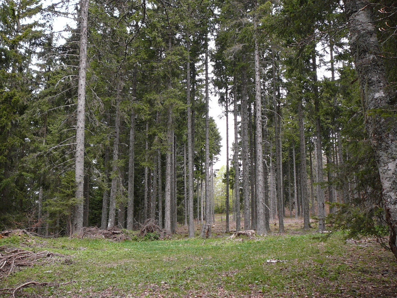 La forêt de Guiney -  