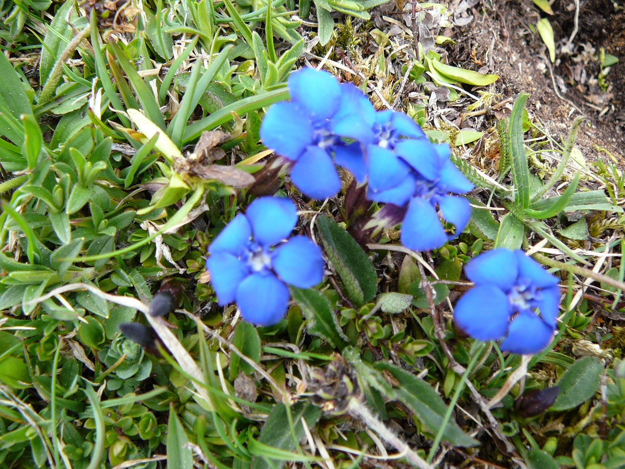Lans-en-Vercors - l'Achard Fleurs 