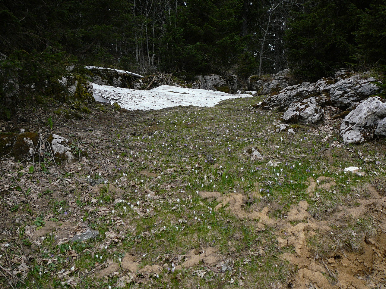 Lans-en-Vercors - l'Achard La Plénouze Un reste de neige