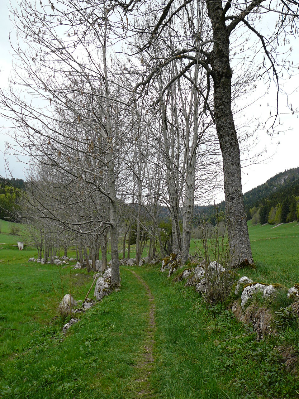 Lans-en-Vercors - l'Achard L'Achard Un joli chemin