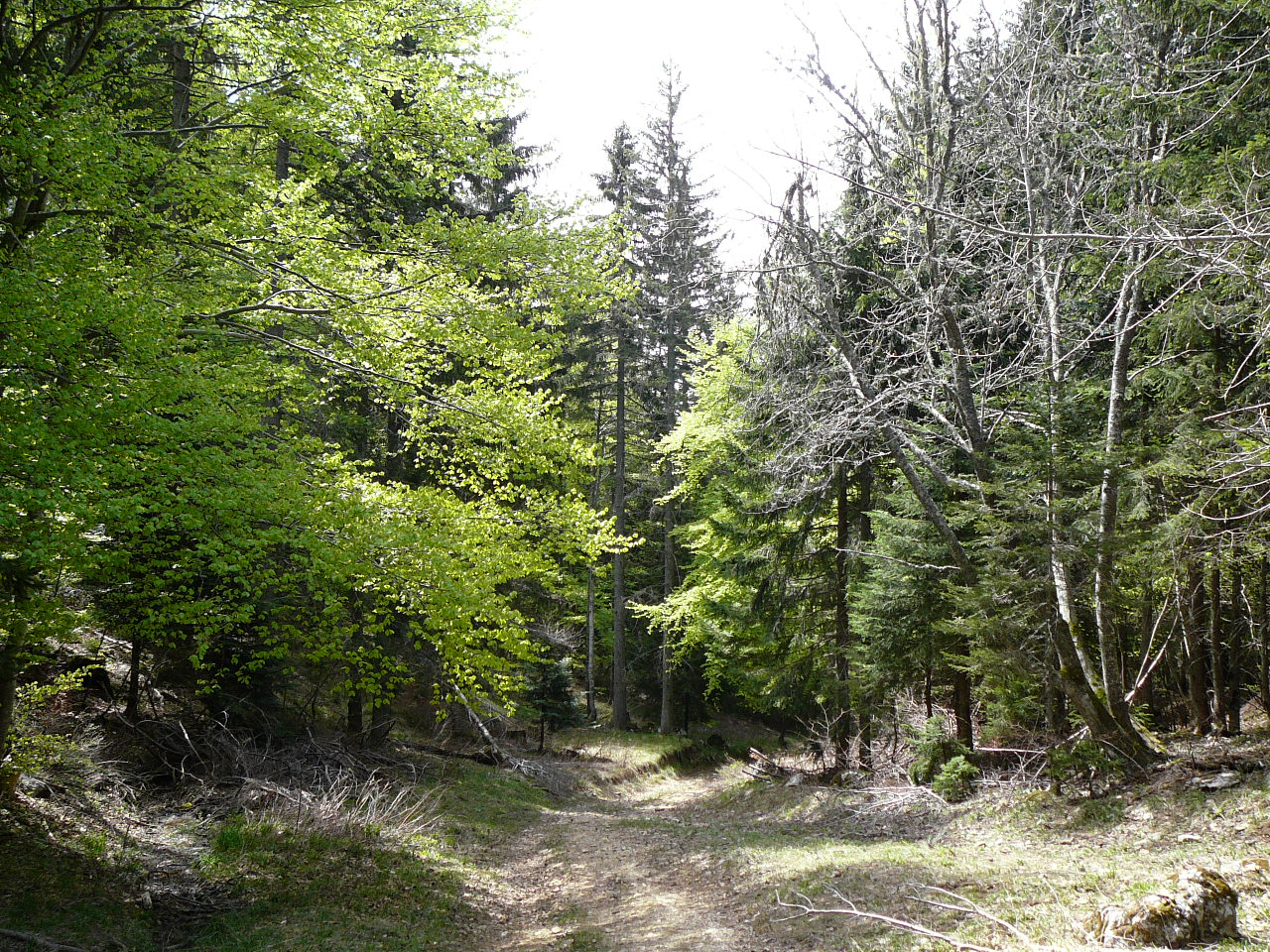 L'Achard - Autrans Le sentier de Pierre taillée 
