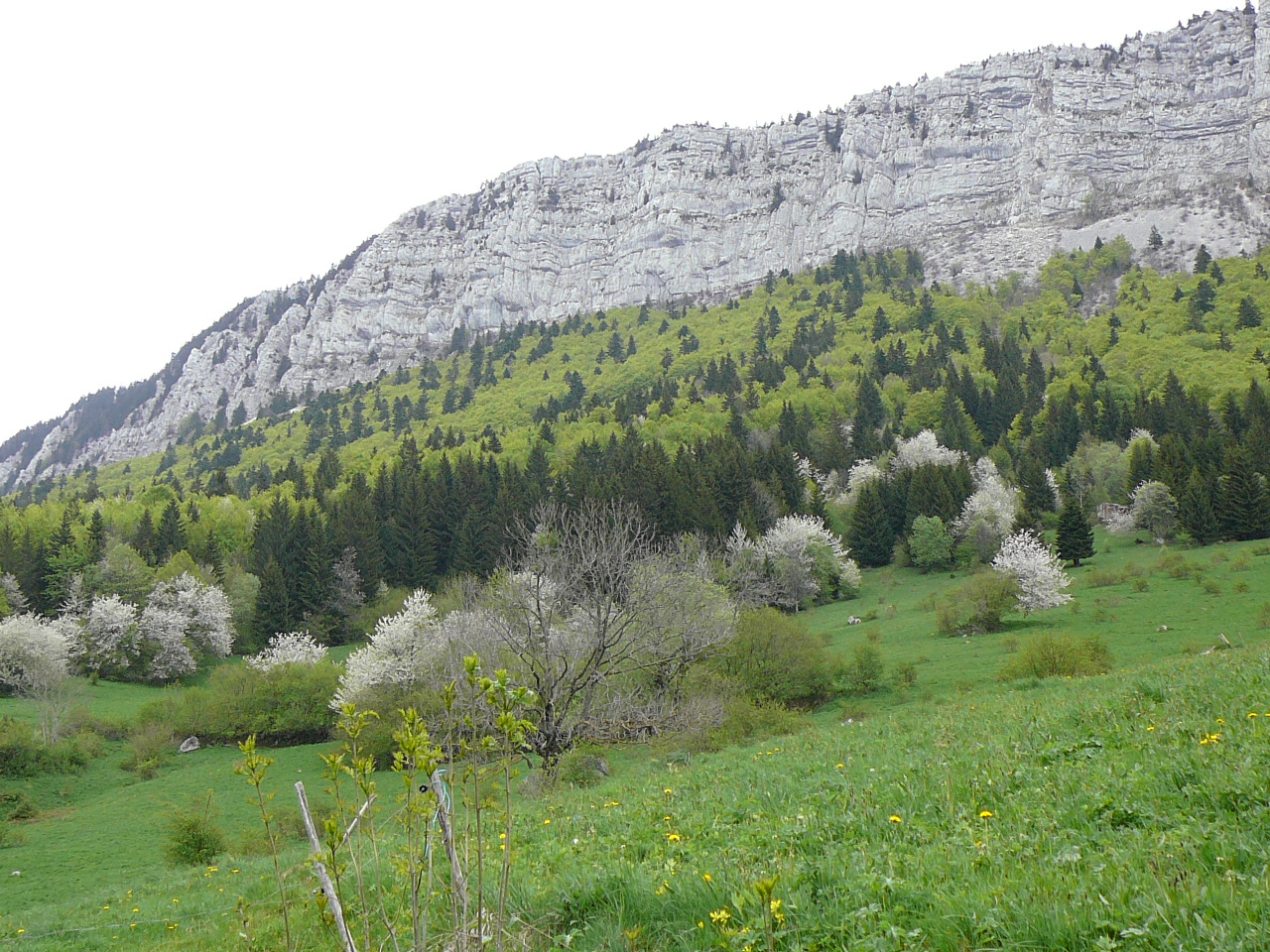 Autrans - Rencurel Les Rochers de Gonson Cerisiers en fleurs