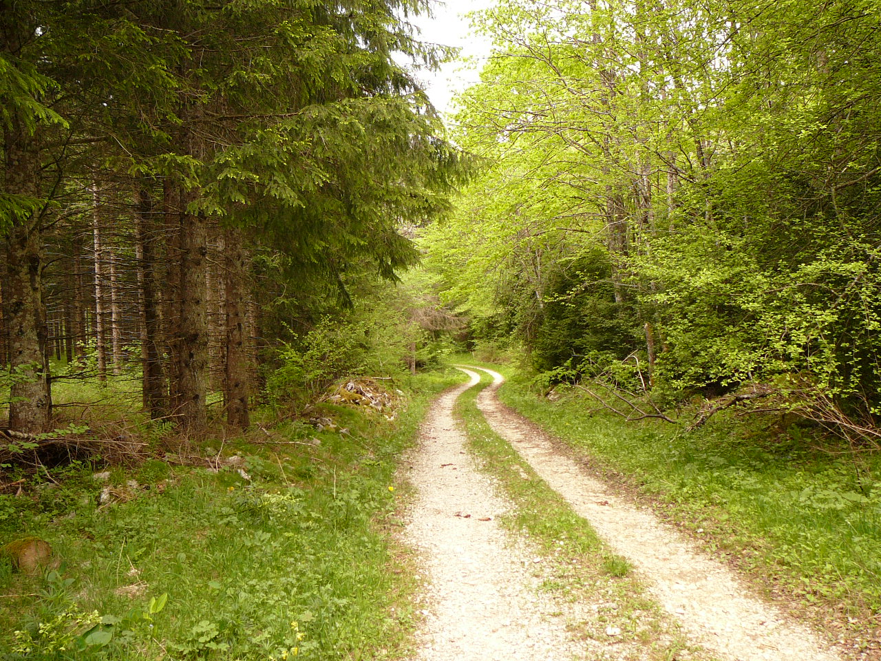 Chemin vers la Serre Châtelar -  