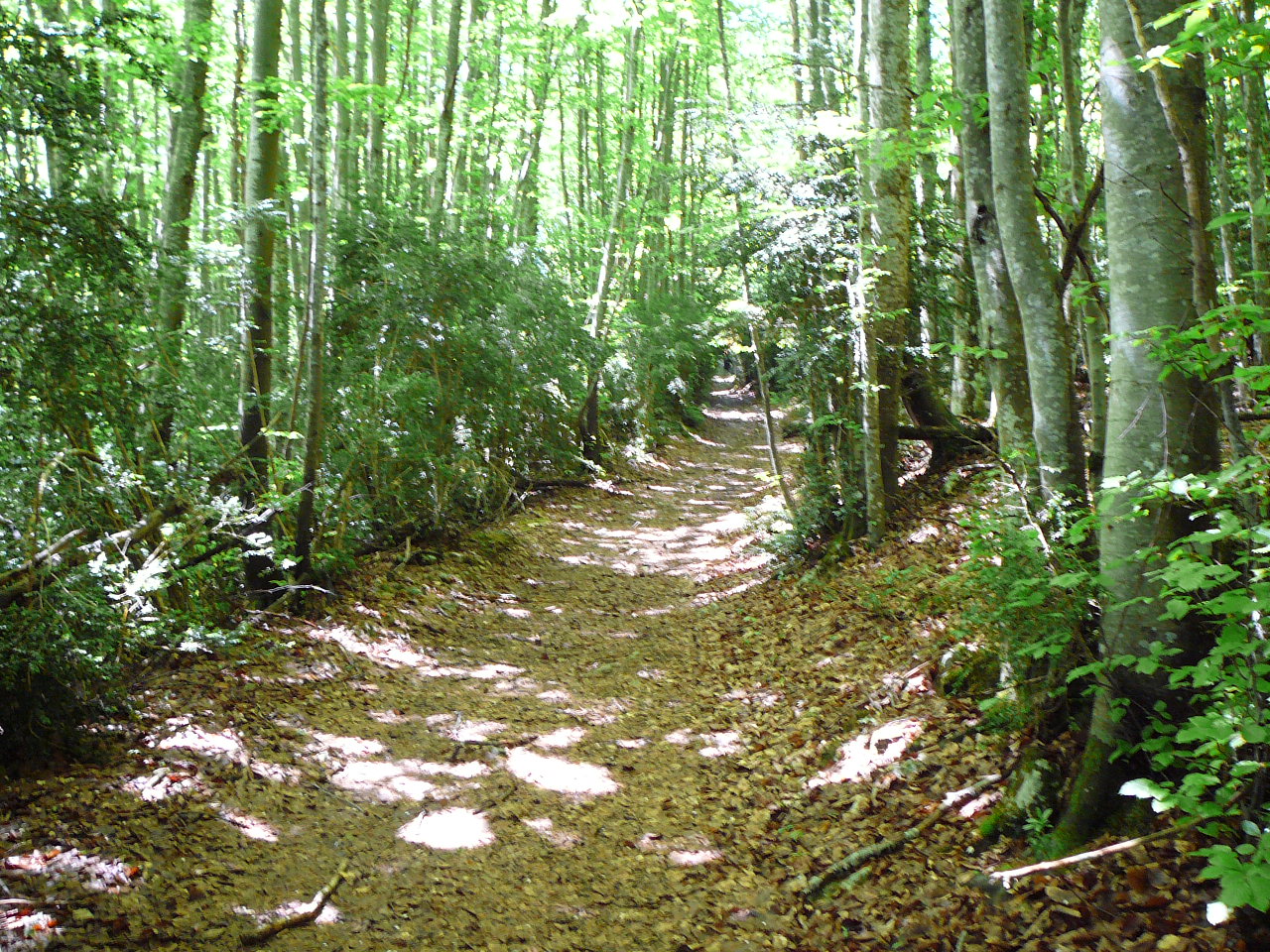 Le chemin des Galliou -  