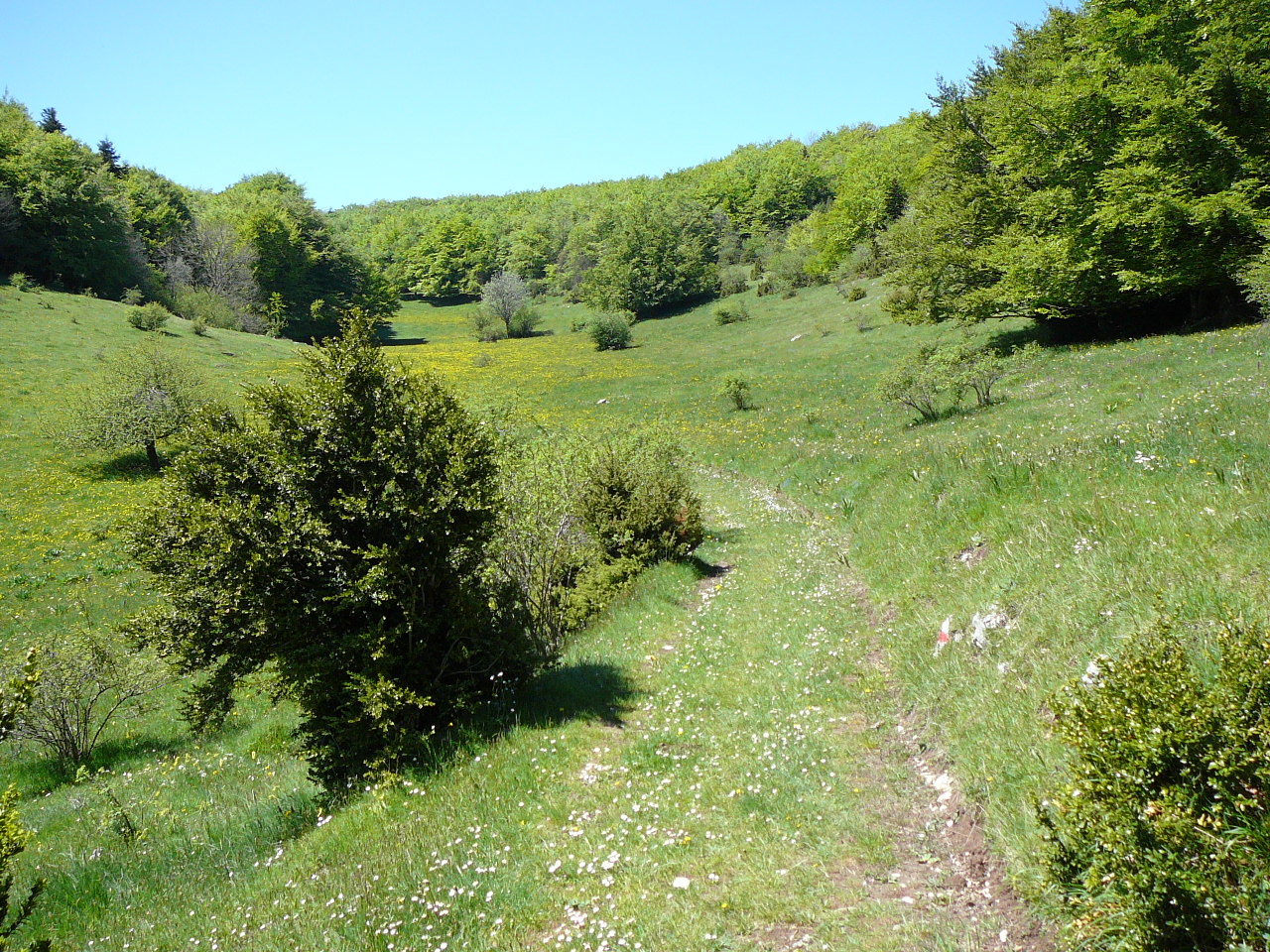 Le chemin des Galliou dans la prairie -  