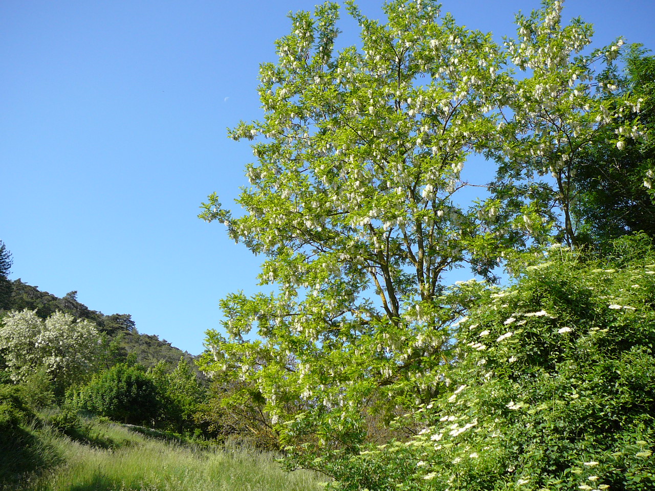 Le fleurissement de l'acacia -  