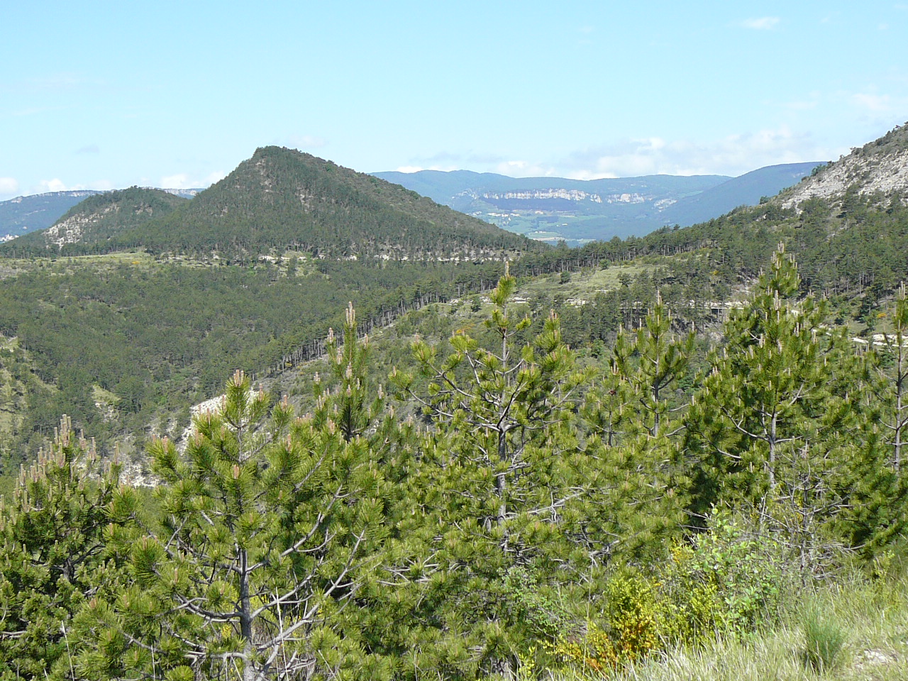 Forêt domaniale du Grand Barry - Sommet de Pipet