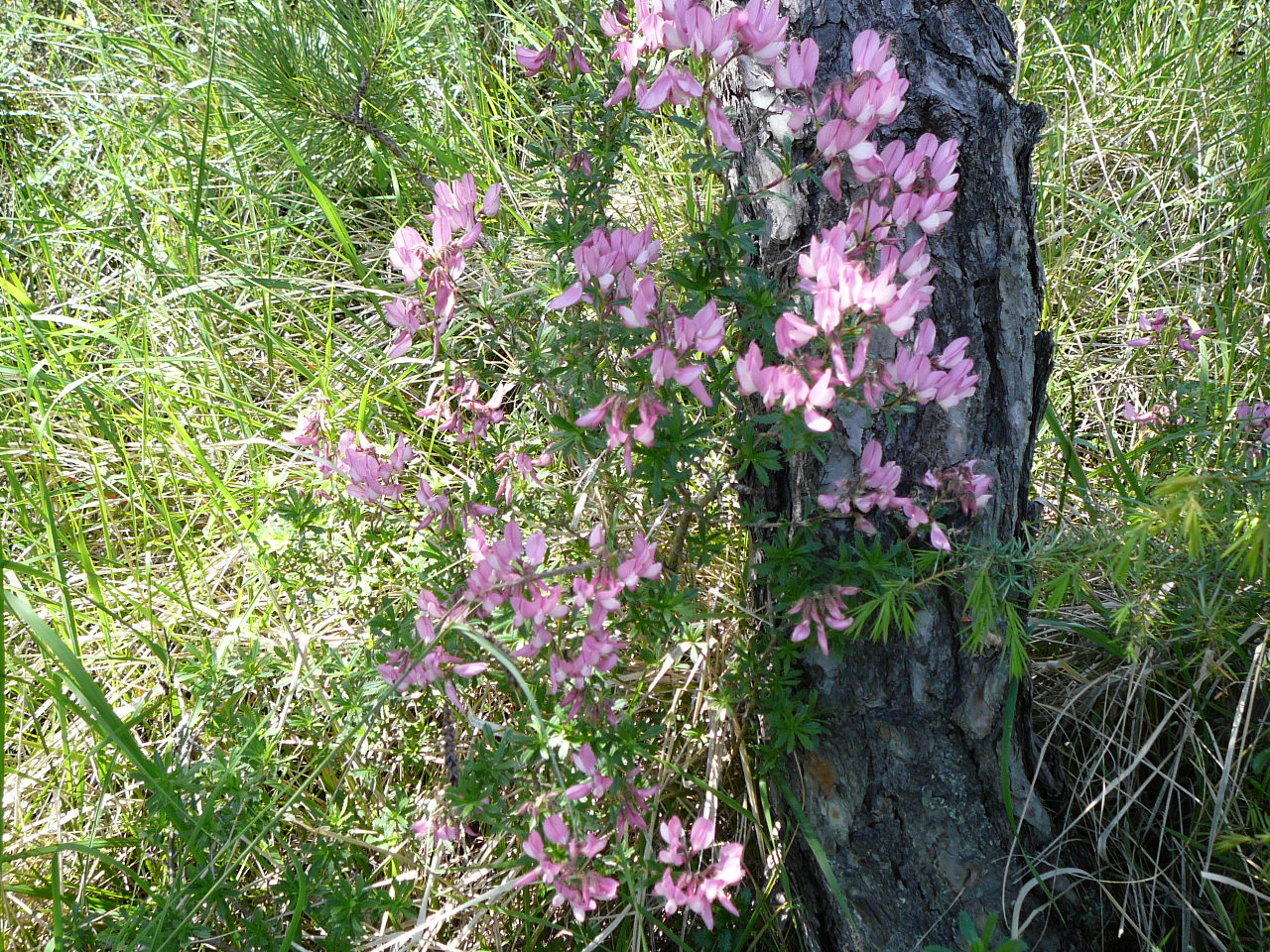 Beaufort-sur-Gervanne - Saillans Genêt rose 