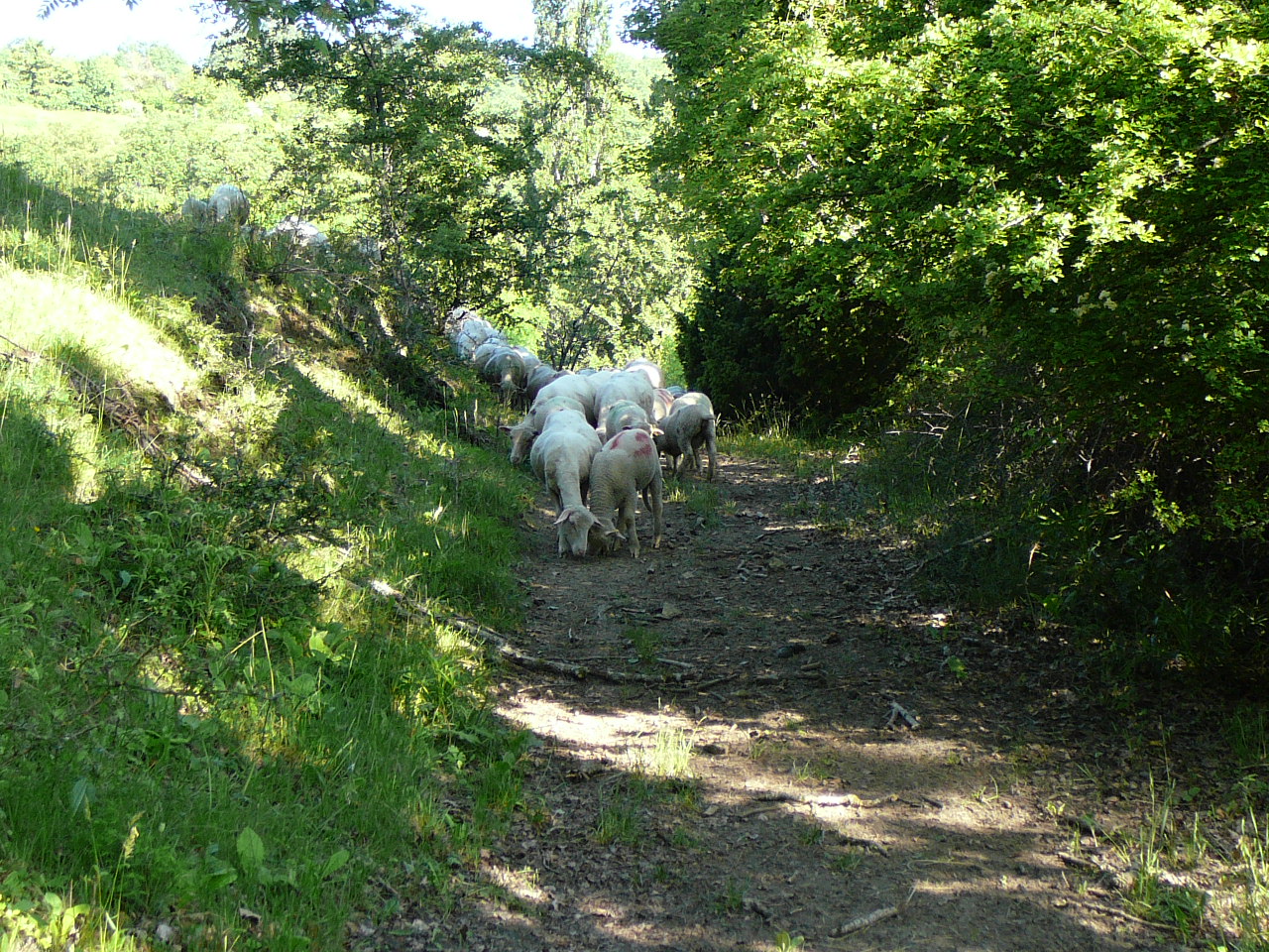 Rencontre sur le chemin -  