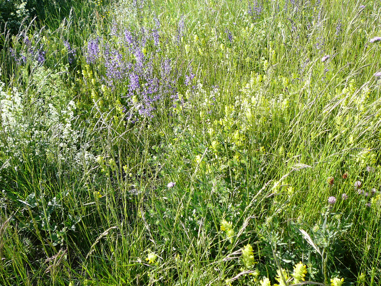 Bourdeaux - La Roche-Saint-Secret De multiples fleurs diverses 