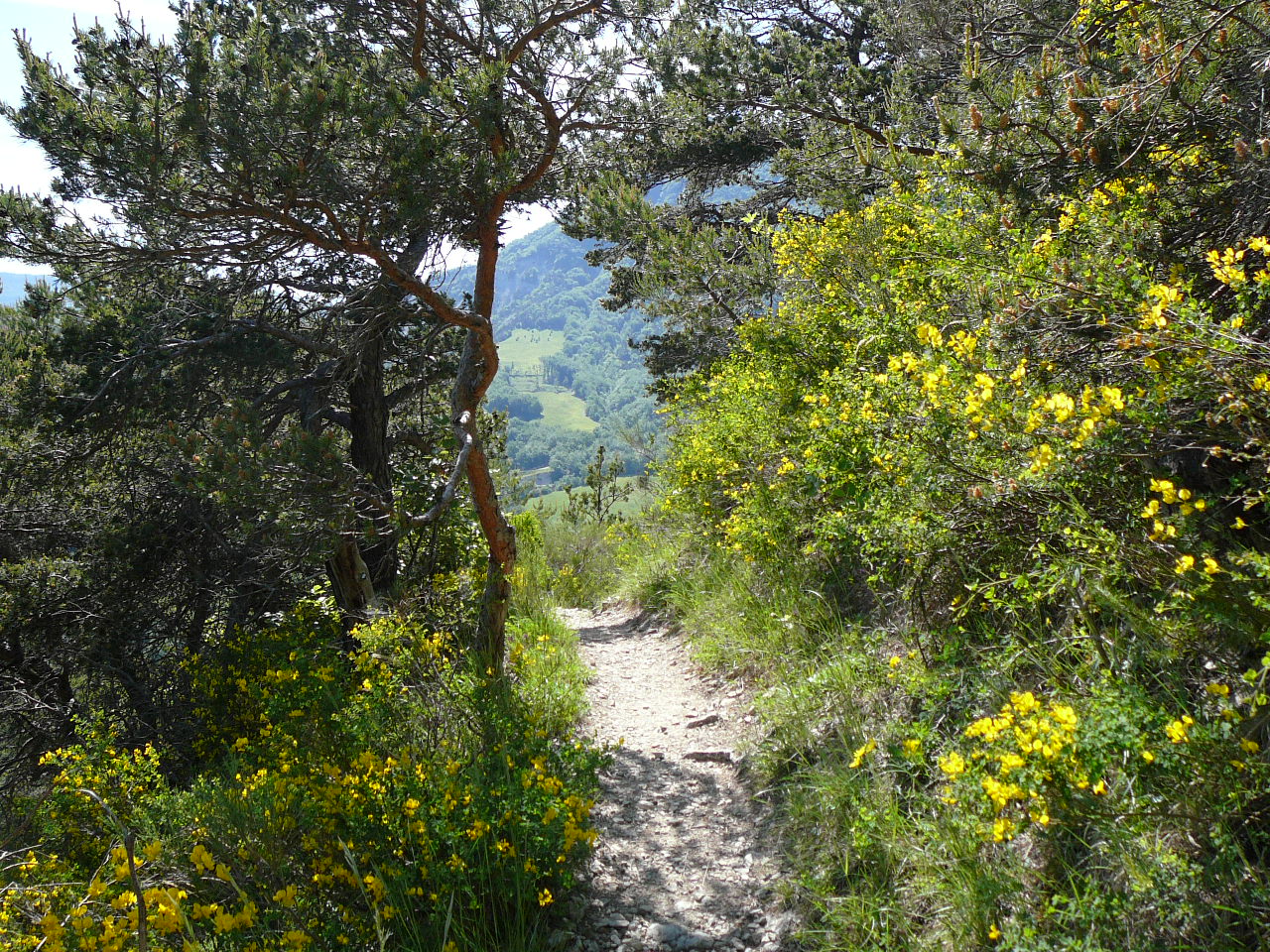 Bourdeaux - La Roche-Saint-Secret Le GR 9 en fleurs 