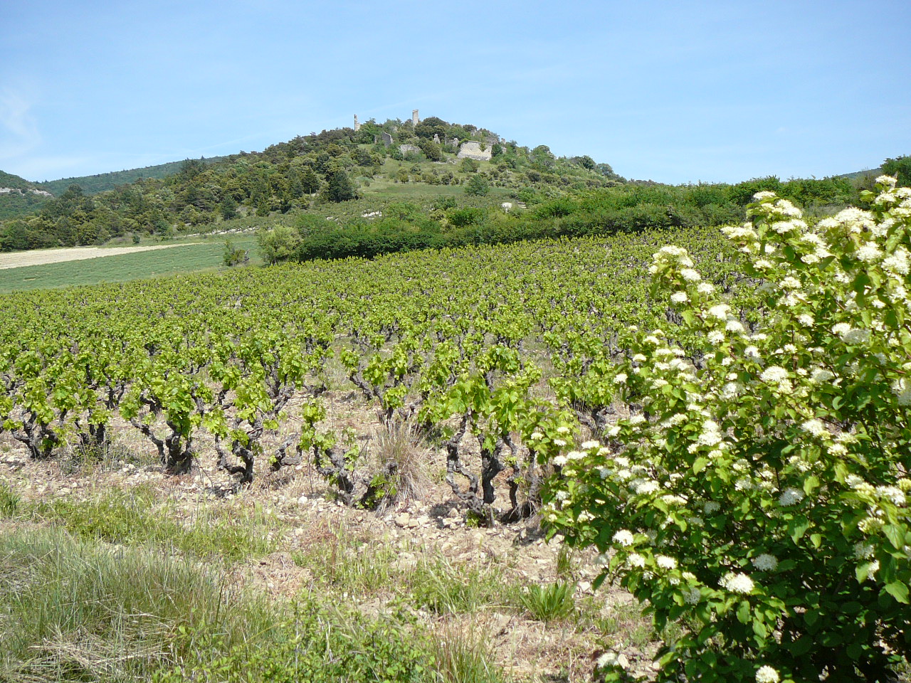 Bourdeaux - La Roche-Saint-Secret Vignes et ruines du château de la Roche 
