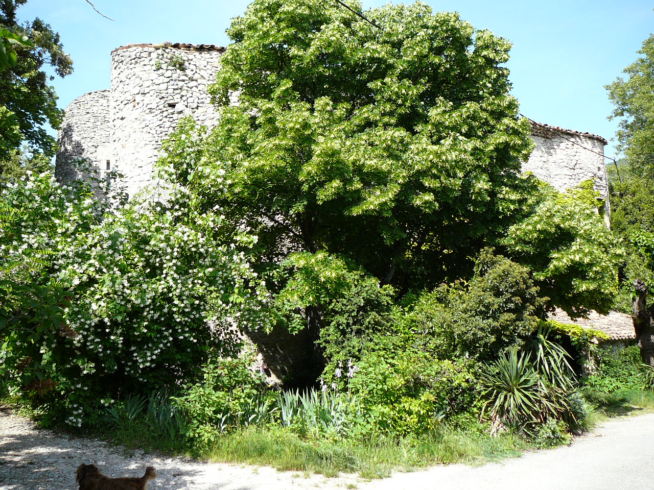 Une bastide cachée par un acacia et un seringa -  