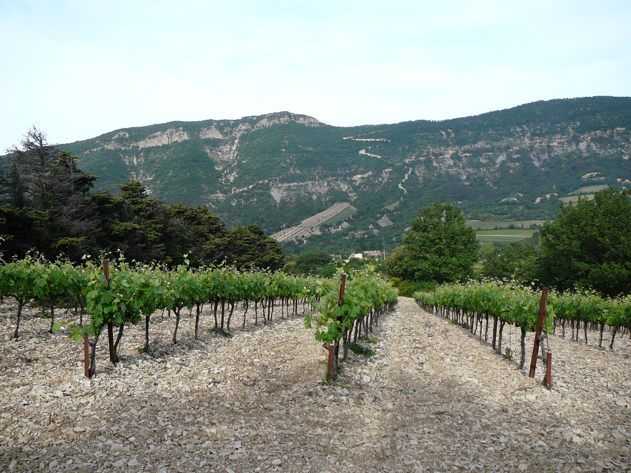 La vigne près de la Roche-Sain-Secret -  