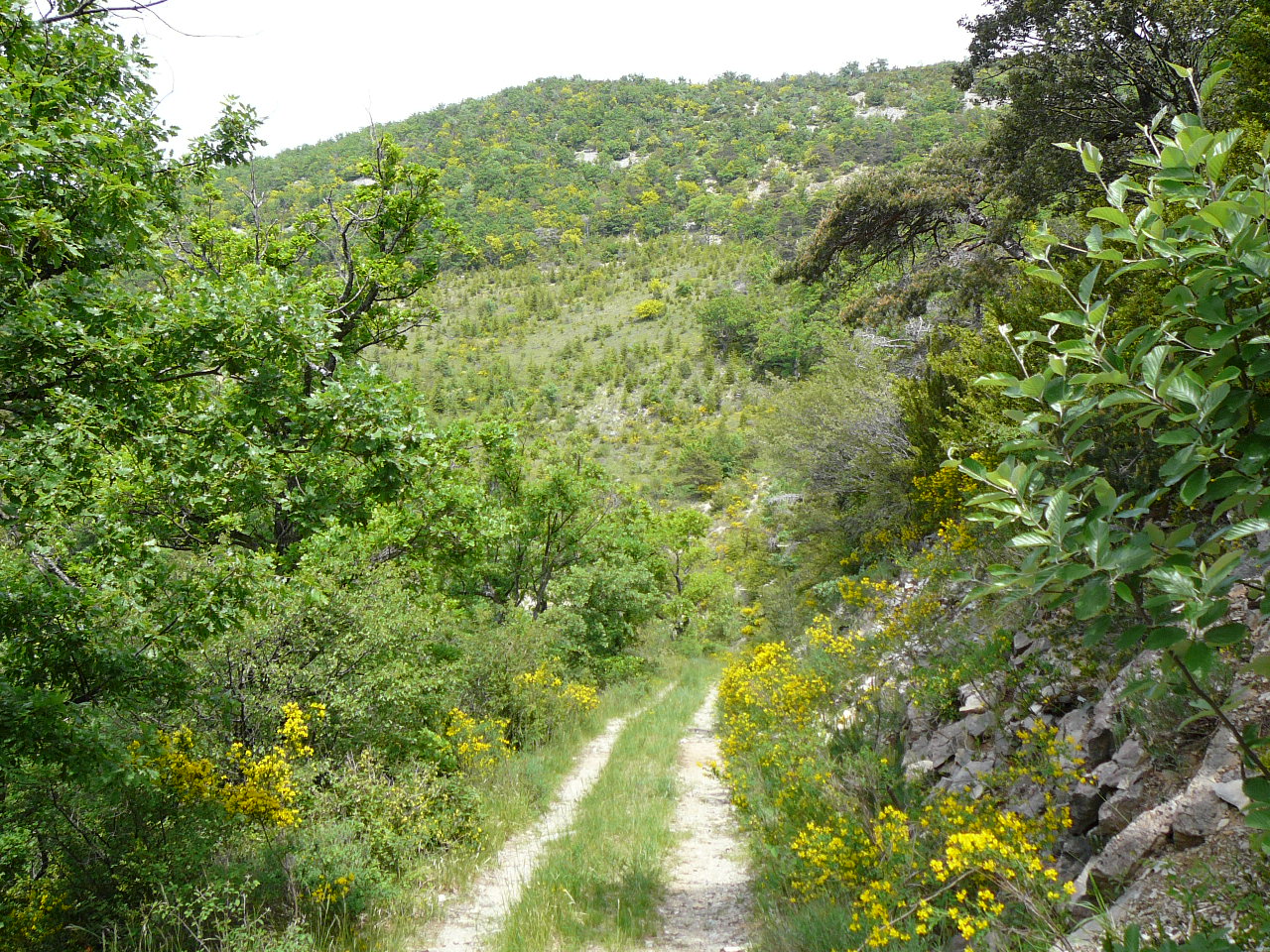 La Roche-Saint-Secret - Nyons Près du col de Sausse 