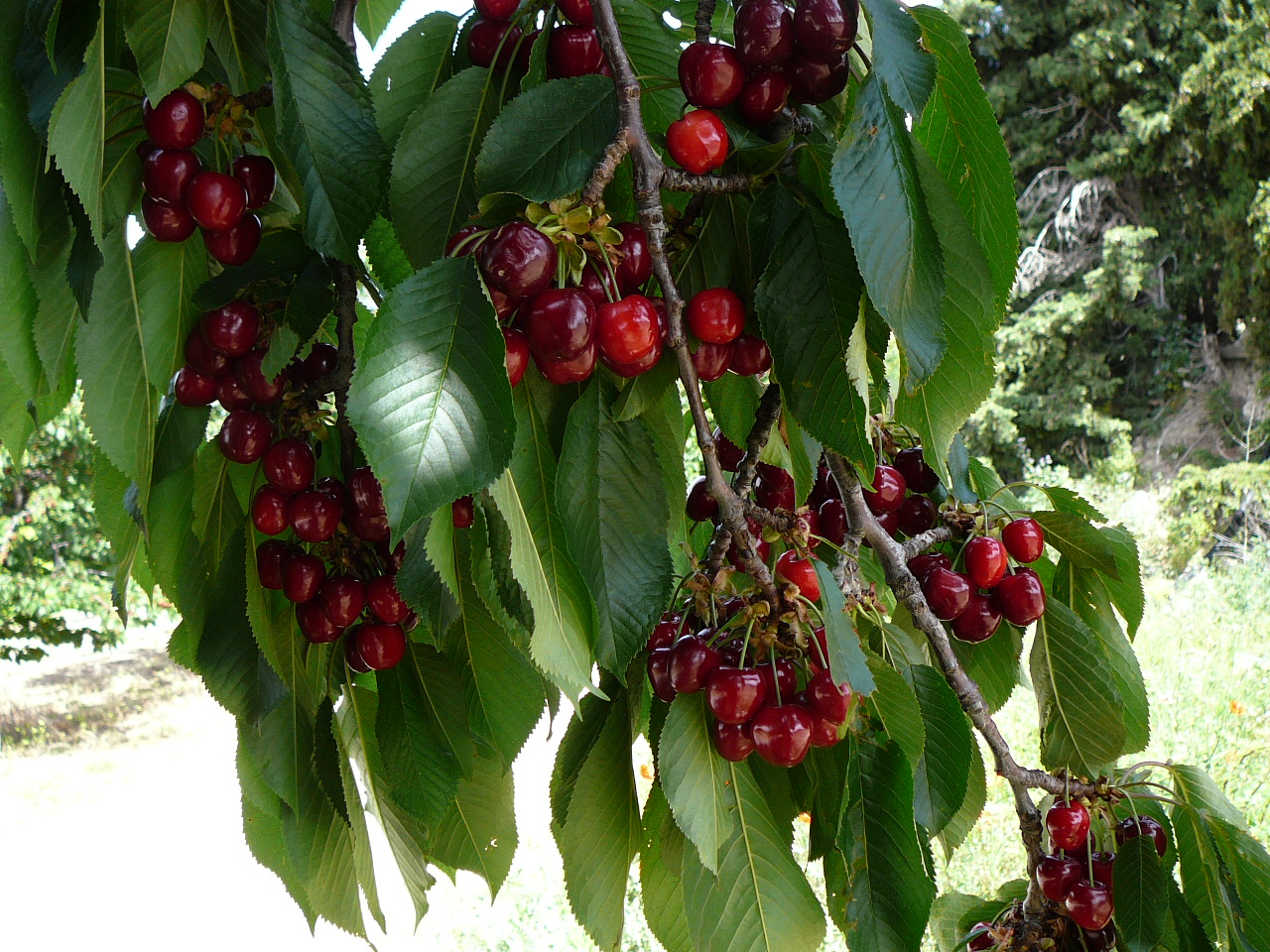 Des cerises appétissantes ! -  