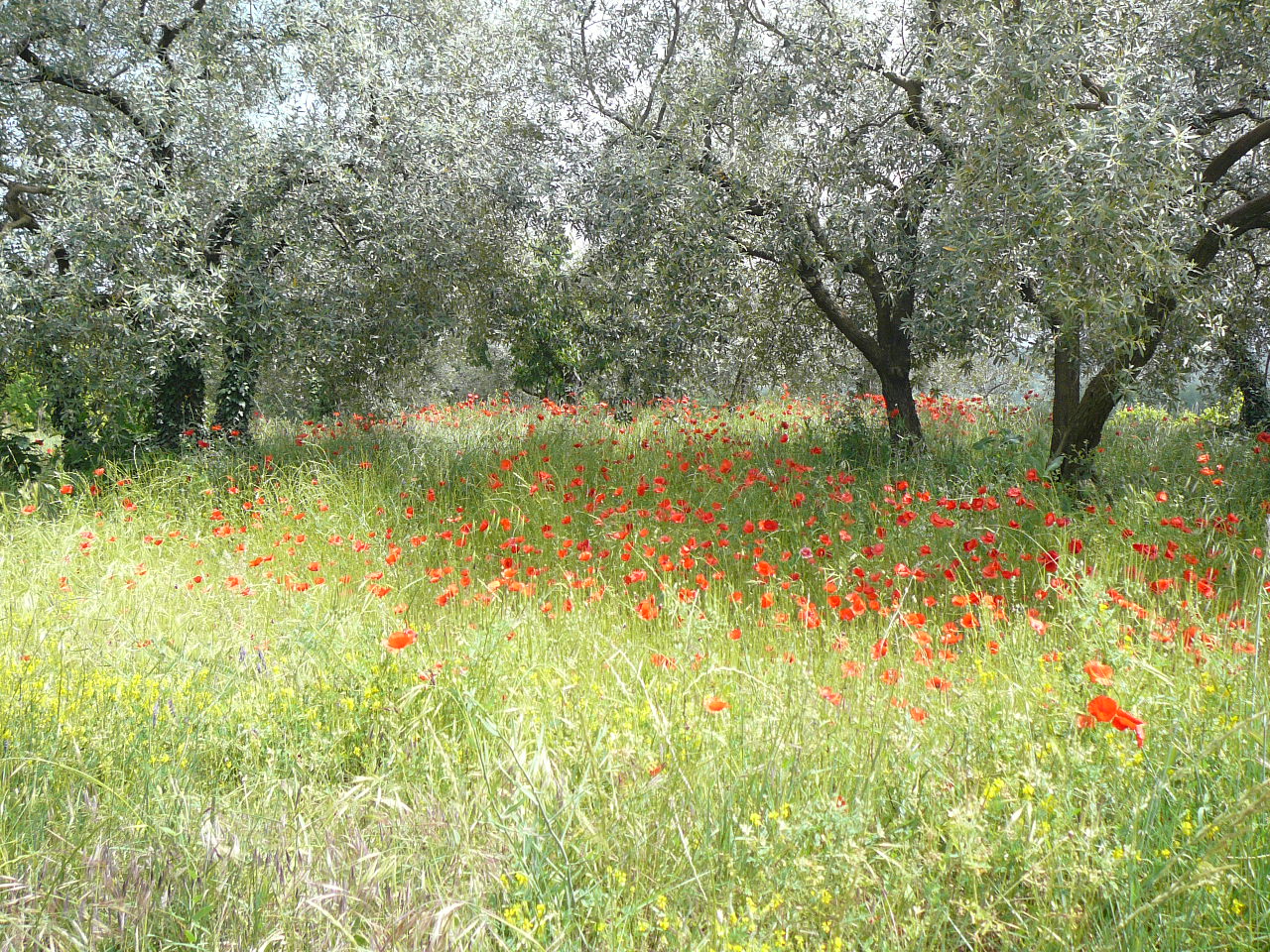 Nyons - Vaison-la-Romaine Une oliveraie bucolique 