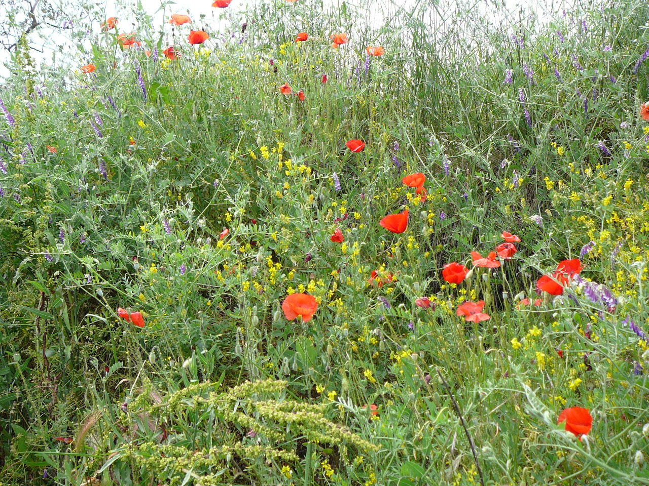 Une bordure colorée et bucolique -  
